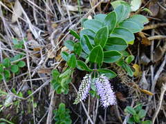 Veronica obtusata
