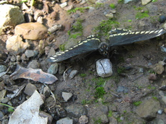 Battus polydamas psittacus