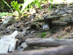 Battus polydamas psittacus