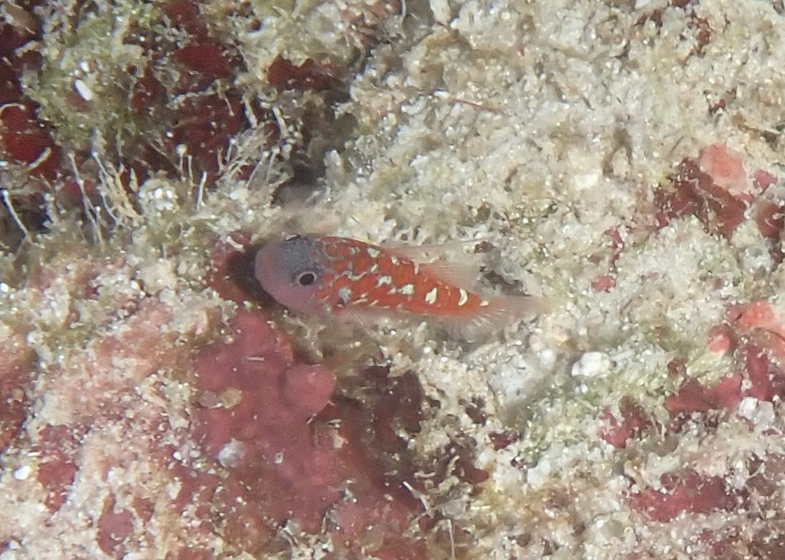 Naude's Dwarfgoby photo 6