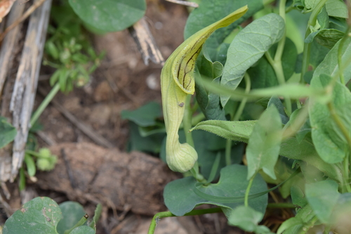 Aristolochia fontanesii