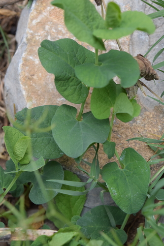 Aristolochia fontanesii, photograph 5