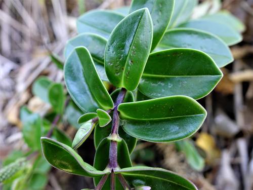 Image of Veronica obtusata by (c) Jacqui Geux, some rights reserved (CC BY)