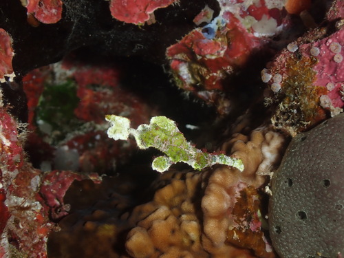 Halimeda Ghostpipefish (Solenostomus halimeda)
