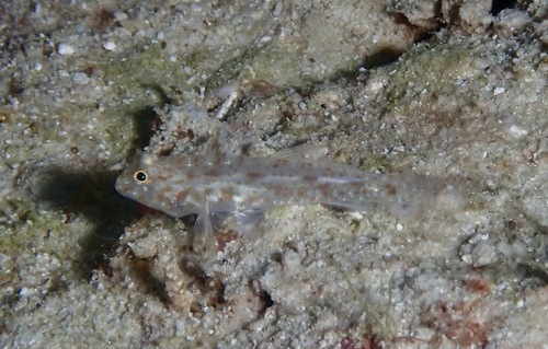 Fusigobius humeralis observed 2026-02-08