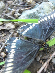 Battus polydamas psittacus