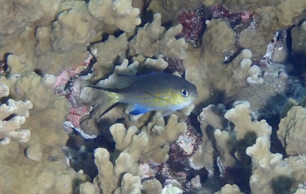 Blacktail chromis