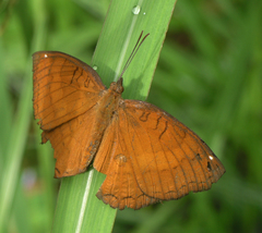 Ariadne ariadne pallidior