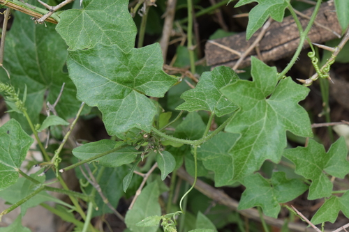 White Bryony