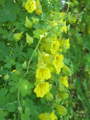 Tropaeolum brachyceras