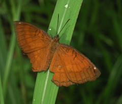 Ariadne ariadne pallidior