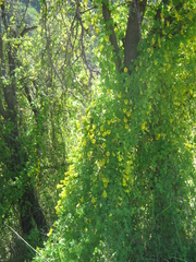Tropaeolum brachyceras