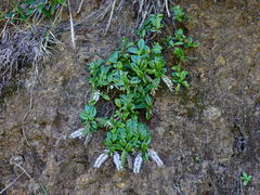 Veronica obtusata