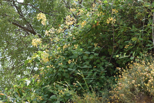 Etruscan Honeysuckle