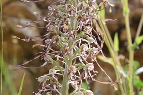 Lizard Orchid