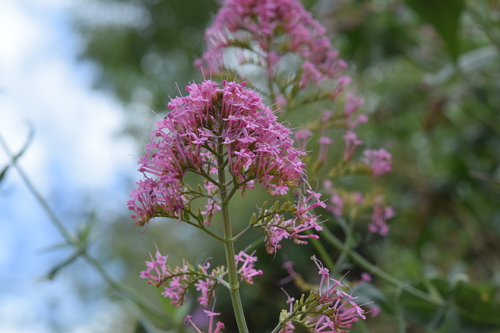 Red Valerian
