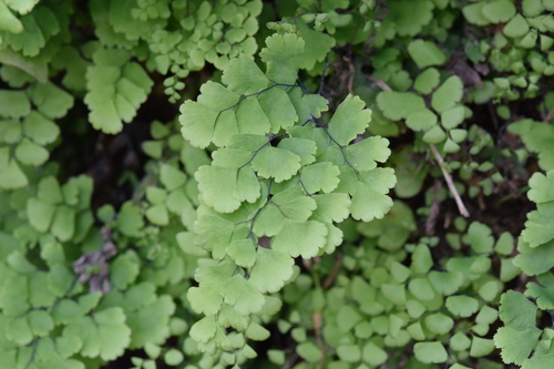 black maidenhair fern
