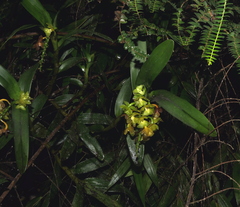 Epidendrum renilabium