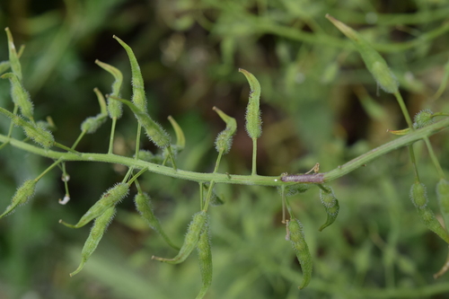 White Mustard