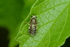 Psellidotus hieroglyphicus