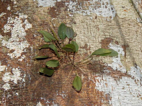 Trichosalpinx orbicularis, photograph 2