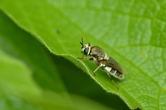 Psellidotus hieroglyphicus