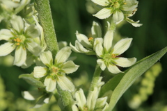Veratrum dahuricum