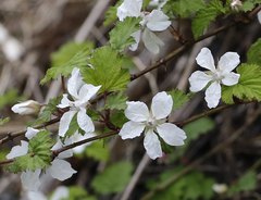 Rubus microphyllus