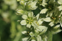 Veratrum dahuricum
