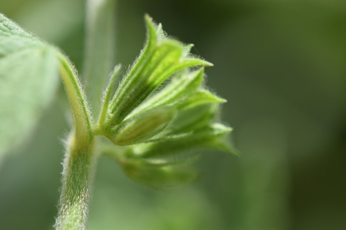 Black horehound