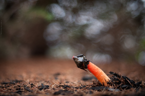 Wrinkly Stinkhorn