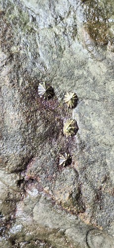Siphonaria maura observed 2026-05-04