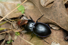 Pasimachus elongatus