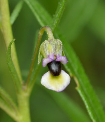 Cryptorhopalum triste