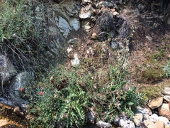 Cirsium fontinale obispoense