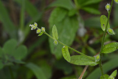 Myosotis macrosperma