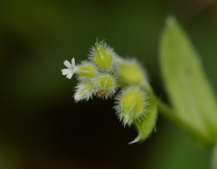 Myosotis macrosperma