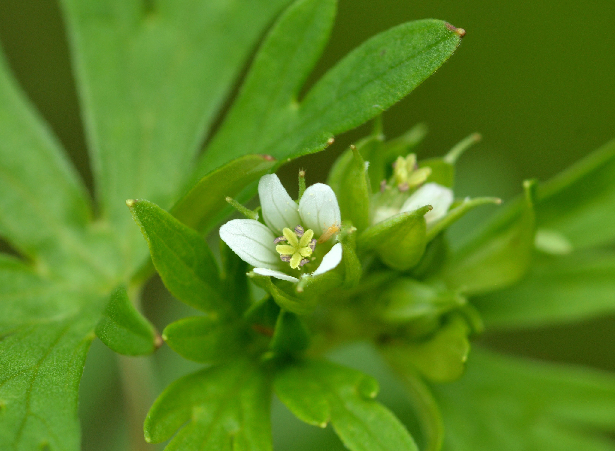 Geranium texanum