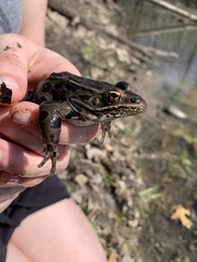 Lithobates pipiens