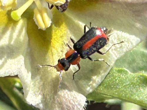 Red-sutured Attalus