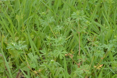 Geranium texanum