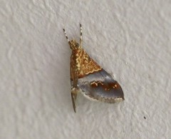 Tetracona amathealis