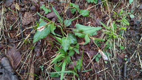 Bistorta tenuicaulis observed 2026-05-04