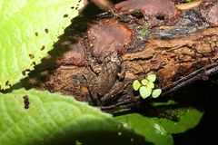 Craugastor fitzingeri