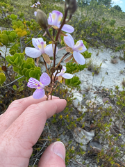 Tetramicra canaliculata, photograph (c) Harrison Cole, some rights reserved (CC BY)