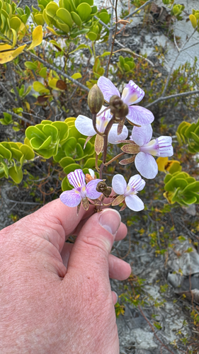 Tetramicra canaliculata, photograph 3