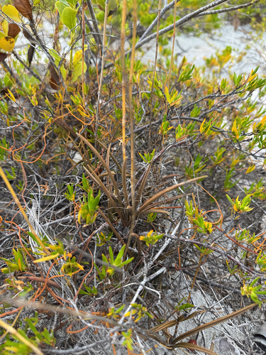 Tetramicra canaliculata, photograph 6