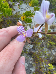 Tetramicra canaliculata, photograph (c) Harrison Cole, some rights reserved (CC BY)