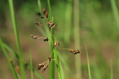 Anthoxanthum glabrum