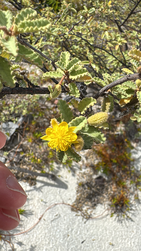 Corchorus hirsutus, photograph 3